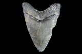 Juvenile Megalodon Tooth - Georgia #101381-1